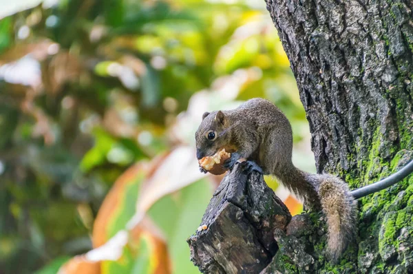 Sıcak bir günde ağaçta meyve yiyen sincap.