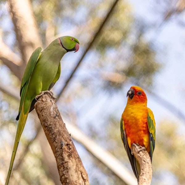 Deux Perroquets Couleur Différente Perchés Sur Une Branche — Photo