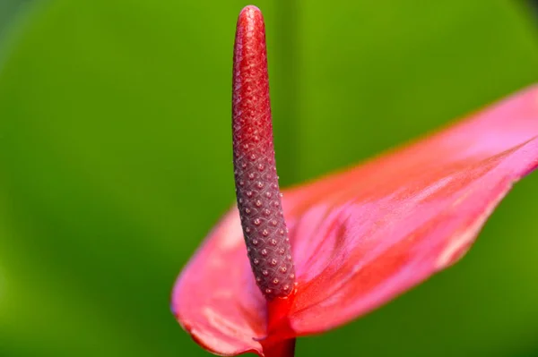 Flor Antúrio Pigtail Flor Antúrio Sobre Fundo Verde — Fotografia de Stock