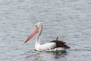 Rockingham Sahili Avustralya sahilinde Pelikan.