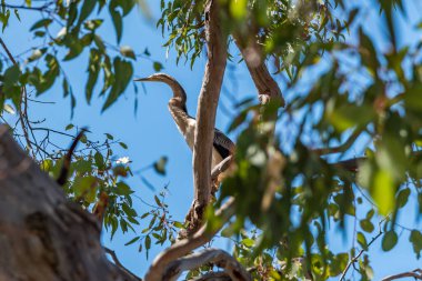 Avustralya Akbalıkçılı, Güney Yunderup nehrinin yakınındaki bir ağaca tünemişti.