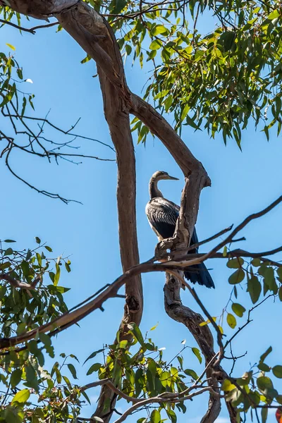 Австралийская Цапля Сидела Дереве Возле Устья Южного Яндерупа — стоковое фото