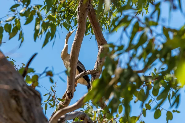 Australischer Silberreiher Sitzt Einem Baum Nahe Der Mündung Von South — Stockfoto