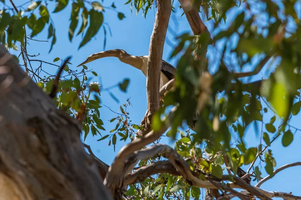 Αυστραλός Εγκρεμτ Σκαρφαλωμένος Ένα Δέντρο Κοντά Στις Εκβολές Του Νότιου — Φωτογραφία Αρχείου