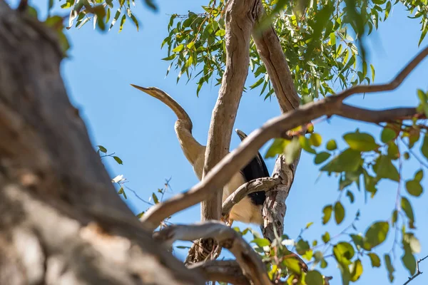 Aigrette Australienne Perchée Dans Arbre Près Estuaire South Yunderup — Photo