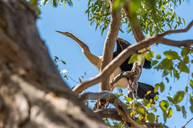 Avustralya Akbalıkçılı, Güney Yunderup nehrinin yakınındaki bir ağaca tünemişti.