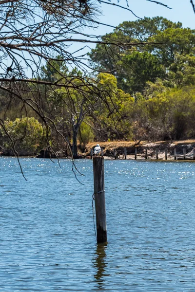 South Yunderup Australia 2019 Estuary Livsstil Bor Kanalerna South Yunderup — Stockfoto