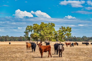 WA Perth Avustralya 'daki çayırlarda inekler otluyor.