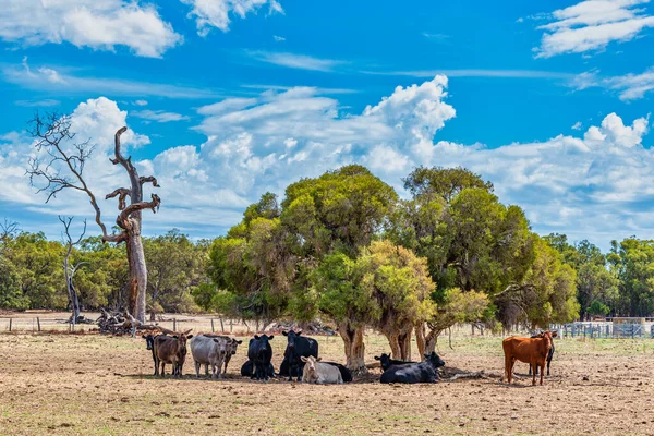 Αγελάδες Βόσκησης Στο Λιβάδι Στη Χώρα Perth Αυστραλία — Φωτογραφία Αρχείου