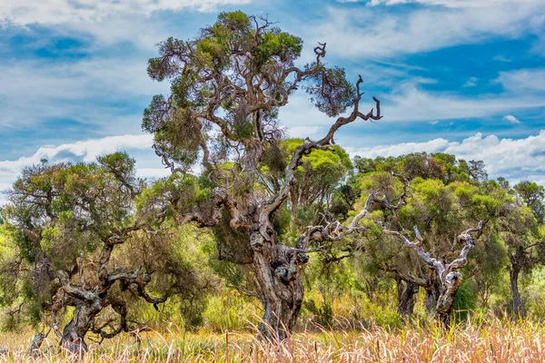 Αυστραλιανό Στριμμένο Κλαδί Δέντρο Στη Χώρα Αυστραλία — Φωτογραφία Αρχείου