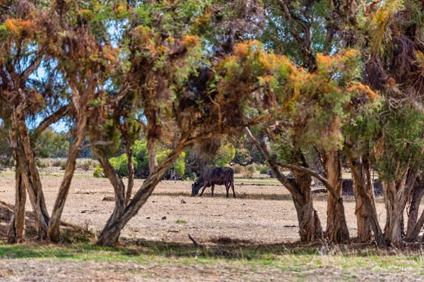 Αγελάδες Βόσκησης Στο Λιβάδι Στη Χώρα Perth Αυστραλία — Φωτογραφία Αρχείου