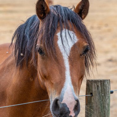 WA Perth Avustralya 'daki çayırlarda otlayan atlar