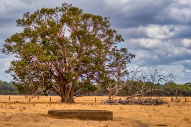 Perth Avustralya 'nın Avustralya kırsal kesimlerinde iyice kuraklık var.