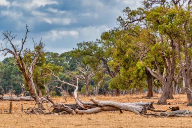 WA Perth Avustralya 'daki çayırlarda inekler otluyor.