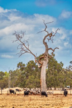WA Perth Avustralya 'daki çayırlarda inekler otluyor.