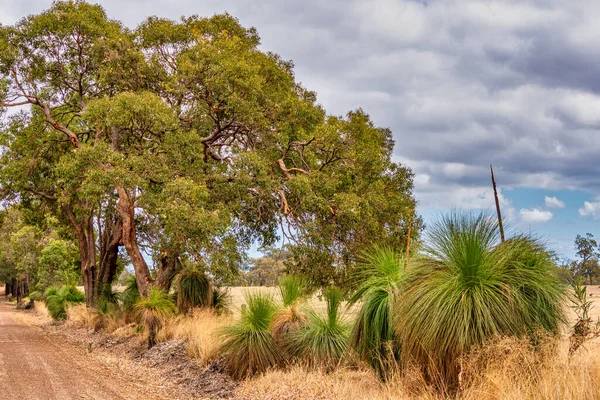 Őshonos Füves Fák Bokorban Növény Állatvilággal Perth Ausztrália Mellett — Stock Fotó