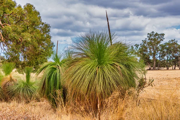 Native Grass Trees Bush Χλωρίδα Και Πανίδα Έξω Από Περθ — Φωτογραφία Αρχείου