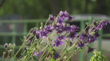 Yaz güneşli bir günde, çiçek tarhında yeşil yapraklı mor çiçekler.