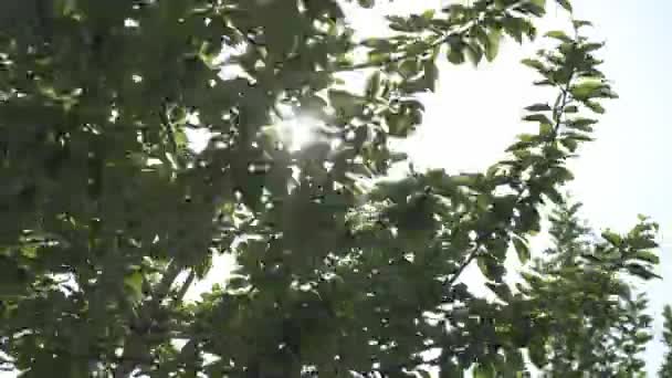 Zielone Liście Gałęziach Drzew Tle Błękitnego Nieba Jasnego Słońca — Wideo stockowe