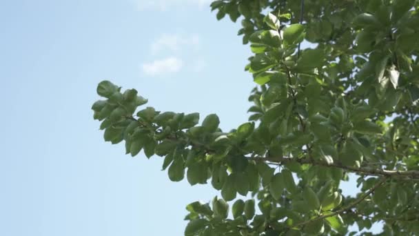Зелене Листя Дереві Коливається Вітром Проти Блакитного Неба Сонячний День — стокове відео