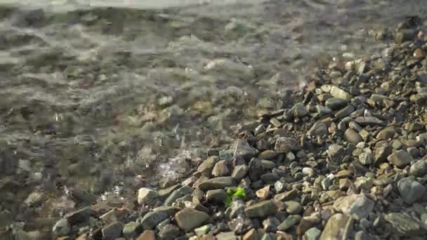 Avacha Körfezi Kıyısında Küçük Taşlar Sakin Dalgalar Berrak Deniz Suyu — Stok video
