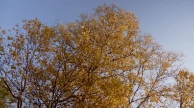 Ağaç sarı ile mavi gökyüzüne karşı yaprak