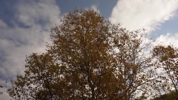 Otoño Árbol Con Hojas Amarillas Desarrolla Viento Contra Cielo Azul — Vídeos de Stock