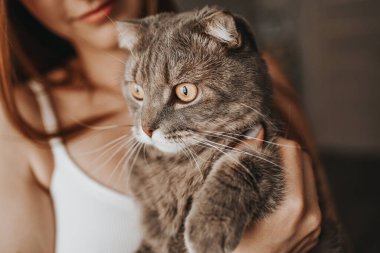 Gri kedi bir kızın kollarında