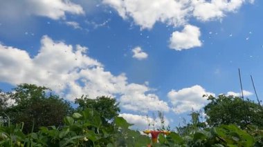 Güneşli bir yaz gününde bahçede otomatik sulama sistemi