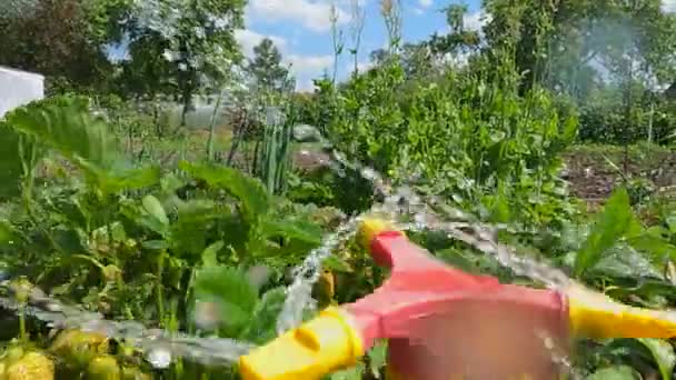 夏日阳光充足的花园里的自动浇水系统 — 图库视频影像