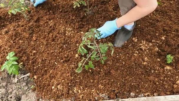 Jardinero Cubre Una Cama Fresa Con Mantillo Jardín — Vídeo de stock