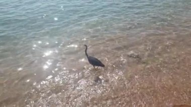 Deniz kıyısındaki kara leylek