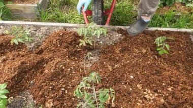 Bahçıvan bahçe yatağındaki gübreyi eşitliyor.