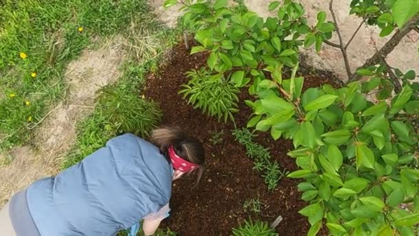 정원에 정원의 침대에 원예가인 소녀는 잡초를 — 비디오