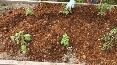 Bahçıvan kız bahçedeki çilekli yatakta saman topluyor.
