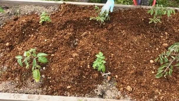 Gardener Girl Leveling Mulch Strawberry Bed Garden — Vídeo de Stock