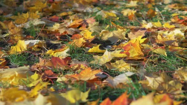 Осень Парке Солнечную Погоду Кленовые Листья Падают Землю — стоковое видео