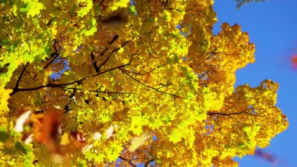 蓝天背景 秋天阳光下的公园 — 图库视频影像