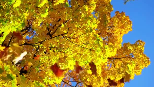 Δέντρο Σφενδάμου Κίτρινα Φύλλα Φόντο Μπλε Ουρανού Φθινόπωρο Στο Πάρκο — Αρχείο Βίντεο