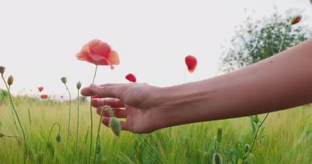 Vrouw raakt rode papaverbloem aan op het veld van rogge. Groene planten met rode knoppen. Mooie en fragiele bloemen in de zomer. — Stockvideo