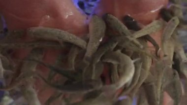 Kadın elini Red Garra ya da Garra Rufa balıklarıyla akvaryuma sokuyor. Ya da Doktor Balık ya da Kemirgen Balığı olarak da bilinir. Turistler için spa merkezi.