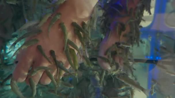 女人把她的手伸进水族馆，里面放着红色的加拉鱼或加拉鲁法鱼，也被称为"医生鱼"或"食人鱼" 。温泉吸引游客. — 图库视频影像