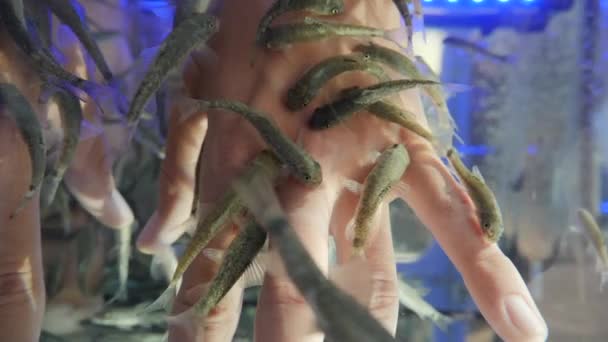 Woman puts her hands in aquarium with Red Garra or Garra Rufa fishes also known as Doctor Fish or Nibble Fish. Spa attraction for tourists. Slow motion. — Stock Video