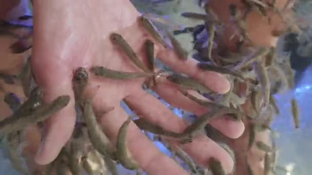 Woman puts her hand in aquarium with Red Garra or Garra Rufa fishes also known as Doctor Fish or Nibble Fish. Spa attraction for tourists. — Stock Video