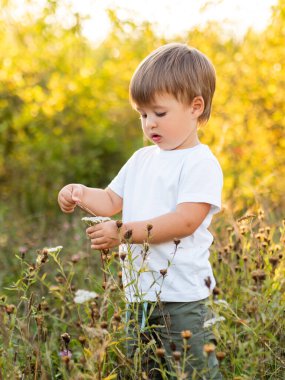 Tatlı küçük çocuk tarlada çiçeklere dokunuyor. Yeni yürümeye başlayan çocuklar için açık hava aktivitesi. Sonbahar günbatımı. Sonbahar sezonu.