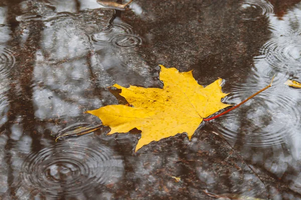 Su birikintisinde sarı akçaağaç yaprağı. Yağmurlu sonbahar havası. Su yüzeyindeki yağmur damlaları arasında parlak ve renkli bir yaprak. Islak sonbahar mevsimi.