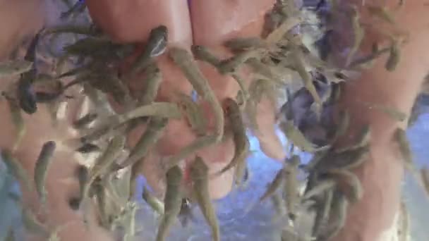 Woman puts her hands in aquarium with Red Garra or Garra Rufa fishes also known as Doctor Fish or Nibble Fish. Spa attraction for tourists. — Stock Video