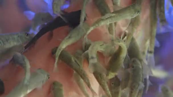 Frau legt ihre Hand in Aquarium mit Roten Garra oder Garra Rufa Fischen, die auch als Doktorfische oder Knabberfische bekannt sind. Kurort-Attraktion für Touristen. — Stockvideo