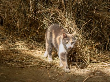 Samanlıkta yatan sevimli yeşil gözlü kedi. Meraklı başıboş hayvan ahırda yaşar ve samanlıkta yuvarlanır..
