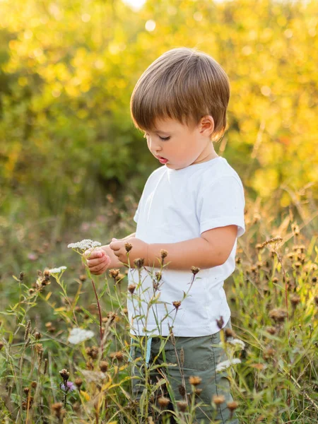 Netter Kleiner Junge Berührt Blumen Auf Dem Feld Freizeitaktivitäten Freien — Stockfoto